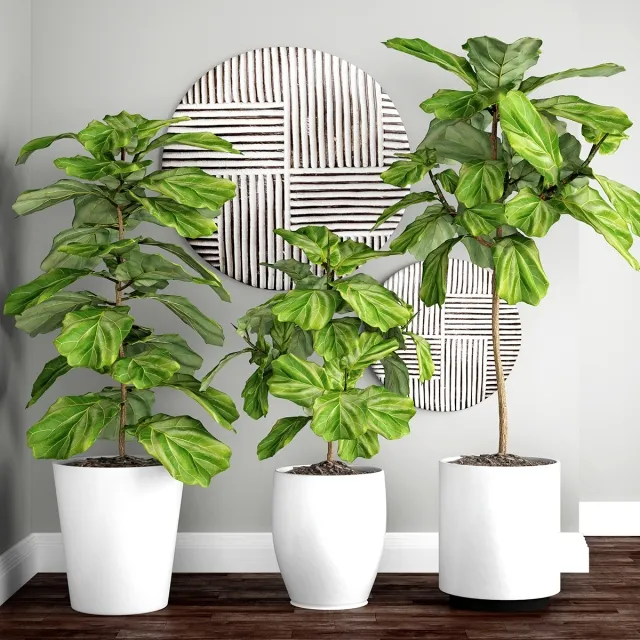 decoration – Ficus lyrata 3D Model