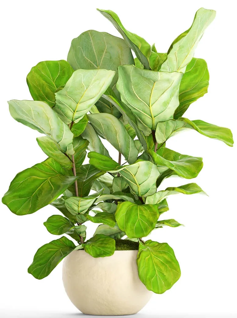 decoration – Ficus Lyrata 3D Model