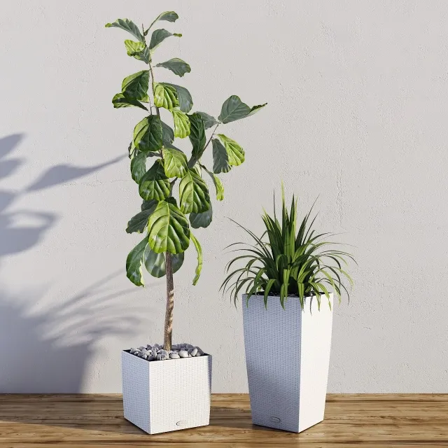 decoration – Ficus lyrata. Palma Yucca 3D Model
