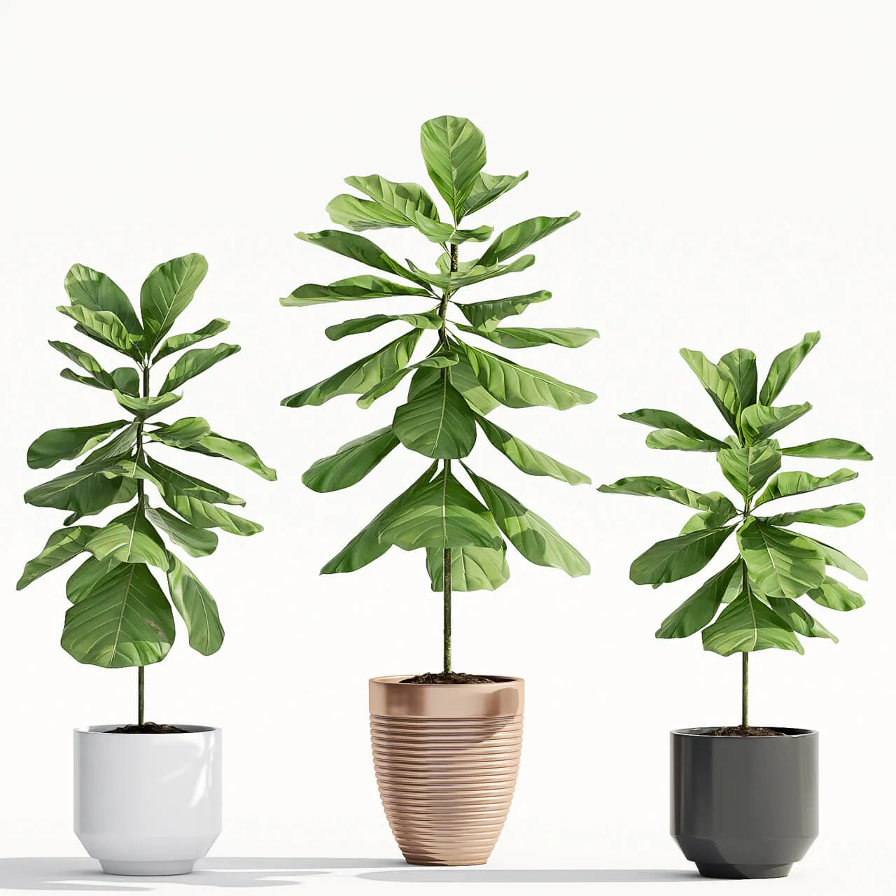 decoration – Ficus Lyrata plant 65 3D Model