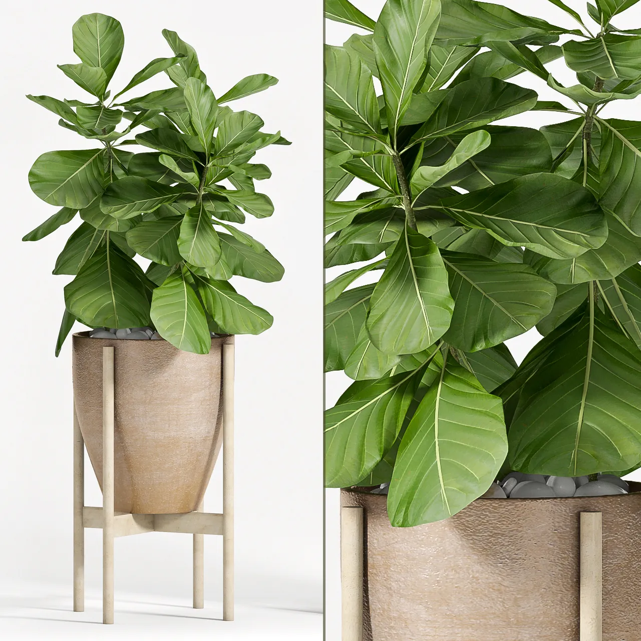 decoration – Ficus Lyrata plant 82 3D Model