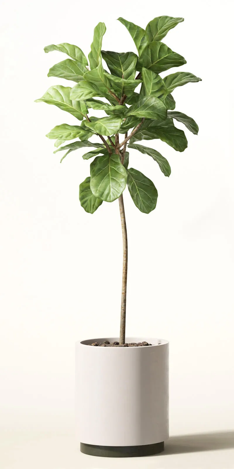 decoration – Ficus lyre 3D Model