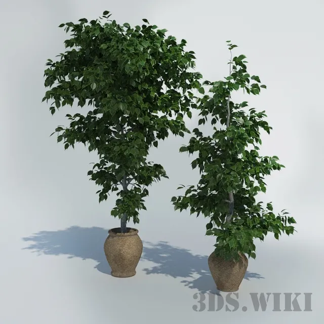 decoration – Ficuses in pots 3D Model
