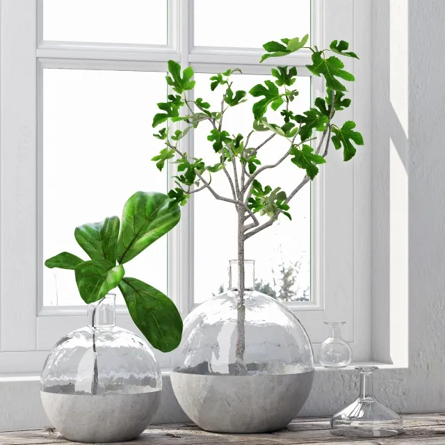 decoration – Fig Plants 3D Model