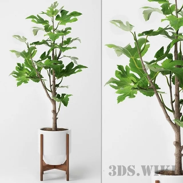 decoration – Fig tree in a pot 3D Model