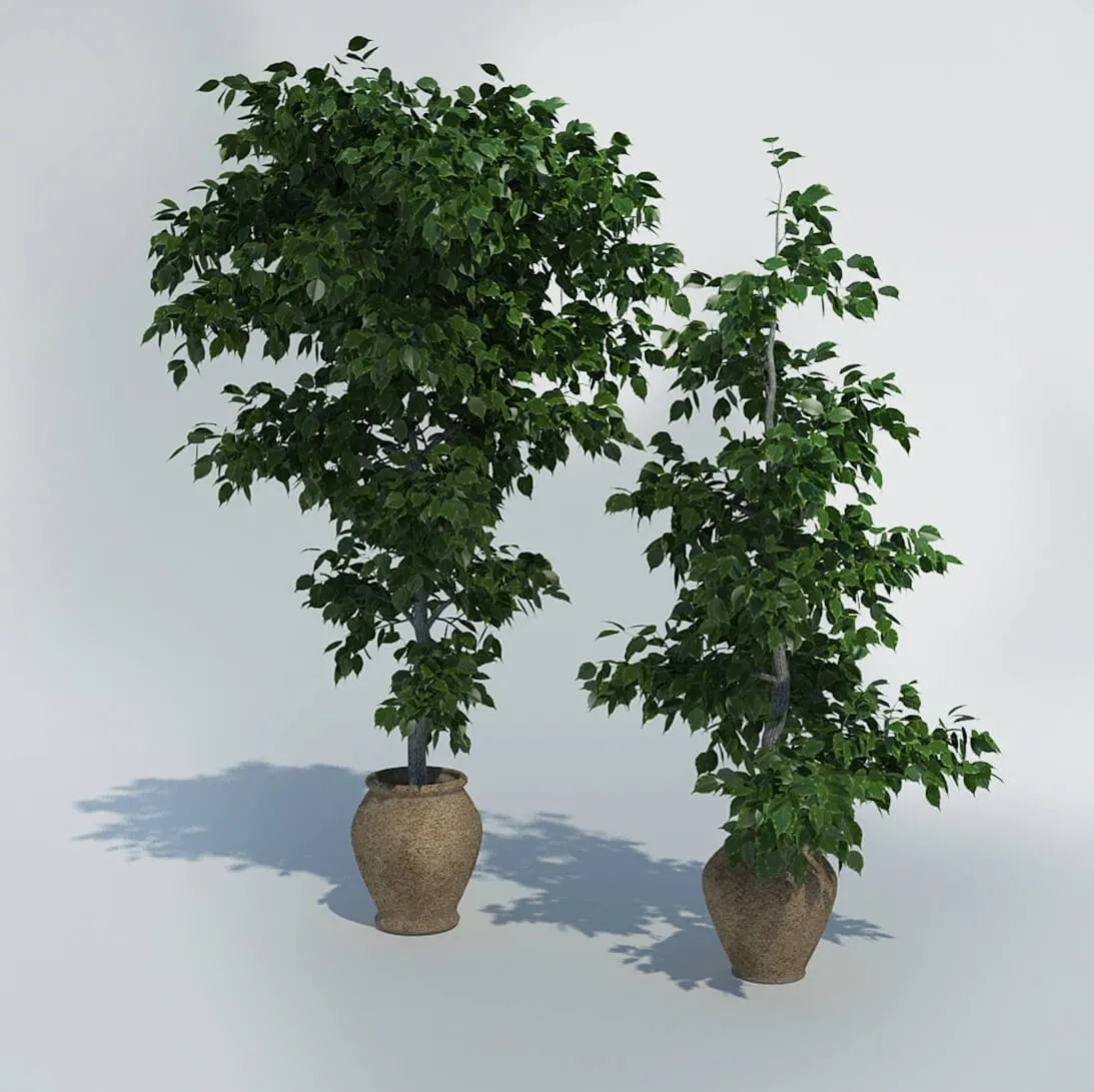 decoration – Fikus 35 3D Model