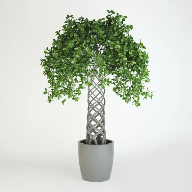decoration – Fikus 36 3D Model