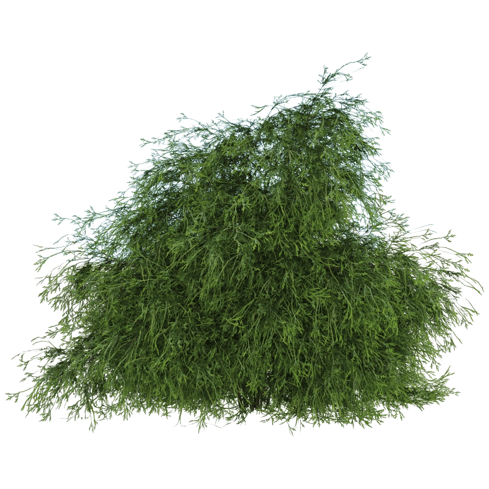 decoration – Filifera Aureai 01 01 3D Model