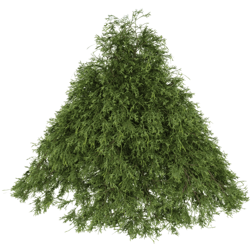 decoration – Filifera Aureai 01 02 3D Model