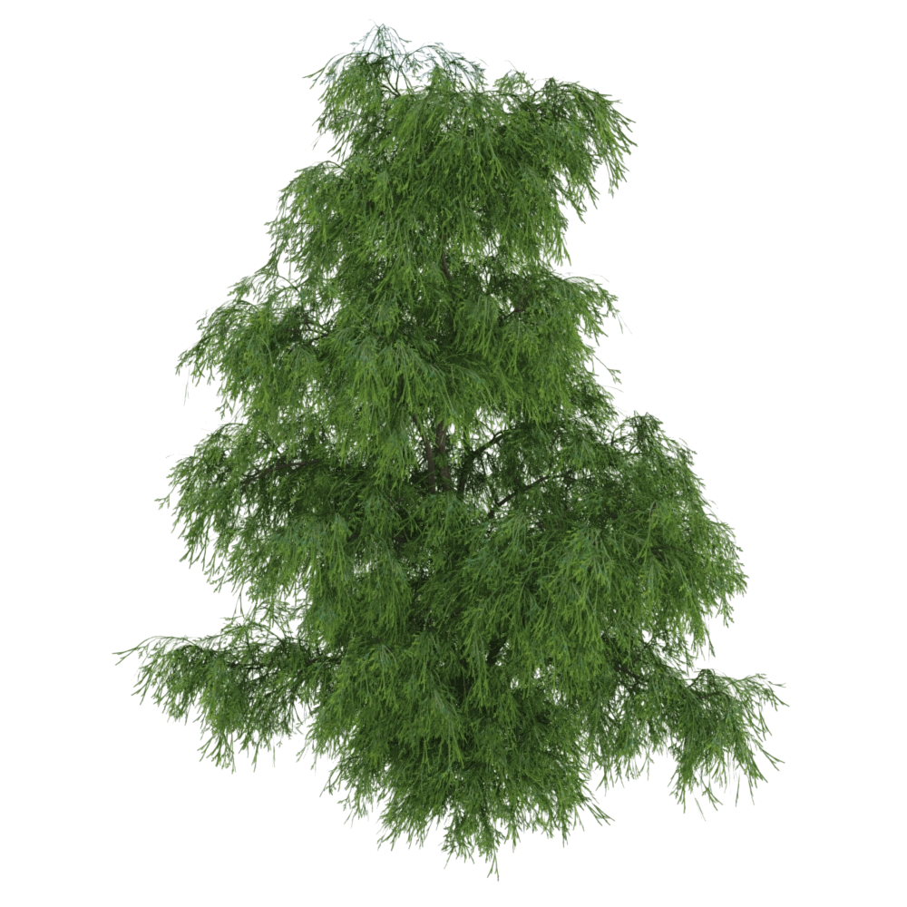 decoration – Filifera Aureai 01 03 3D Model