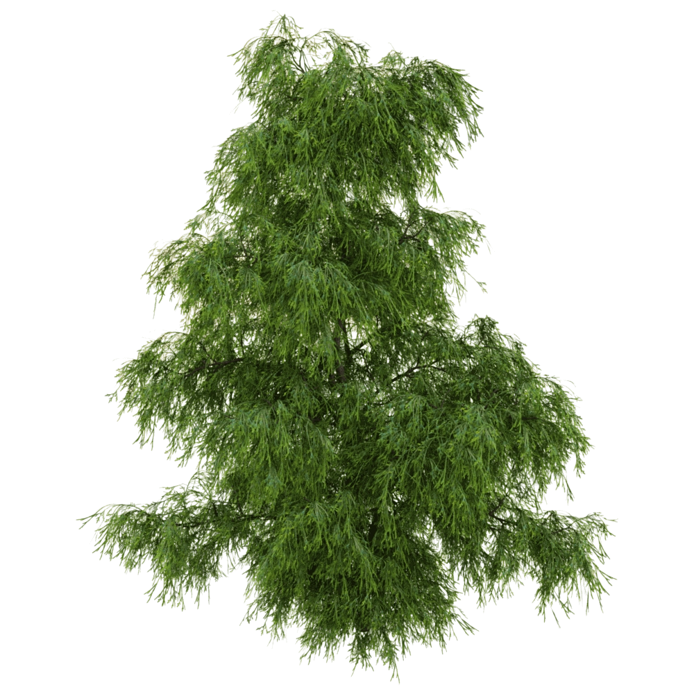 decoration – Filifera Aureai 01 04 3D Model