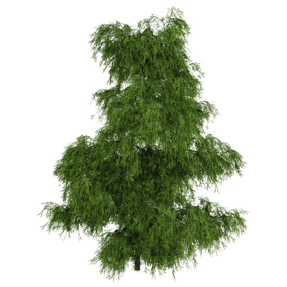 decoration – Filifera Aureai 01 05 3D Model