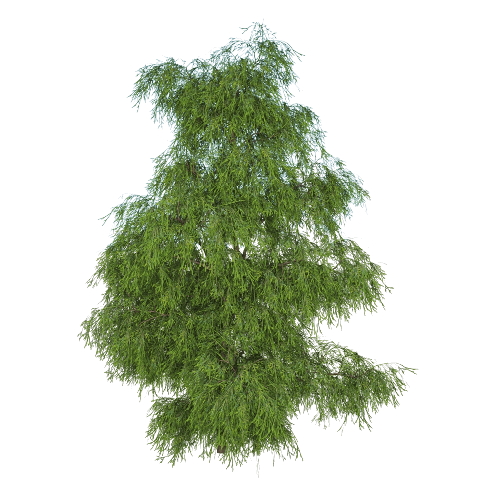 decoration – Filifera Aureai 01 06 3D Model