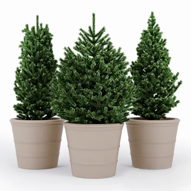 decoration – Fir tree 13 3D Model