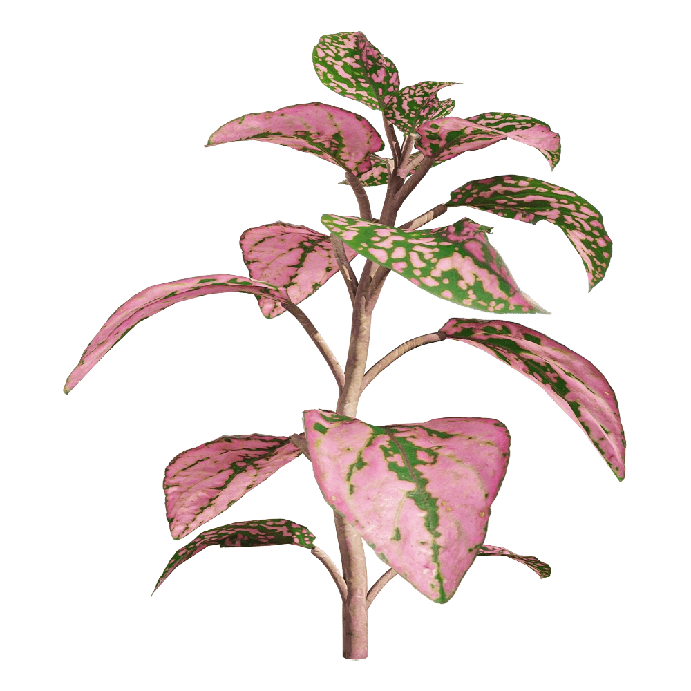 decoration – Fittonia albivenis 1 3D Model decoration – Fittonia albivenis 1 3D Model
