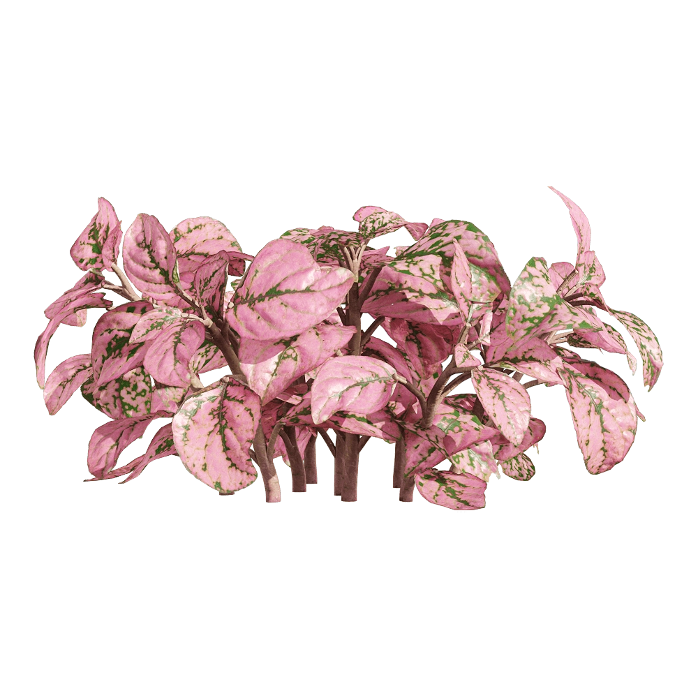 decoration – Fittonia albivenis 2 3D Model decoration – Fittonia albivenis 2 3D Model