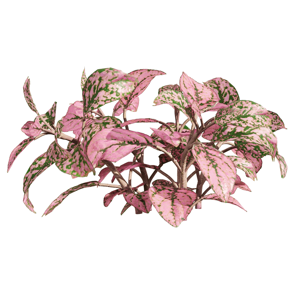 decoration – Fittonia albivenis 3 3D Model decoration – Fittonia albivenis 3 3D Model