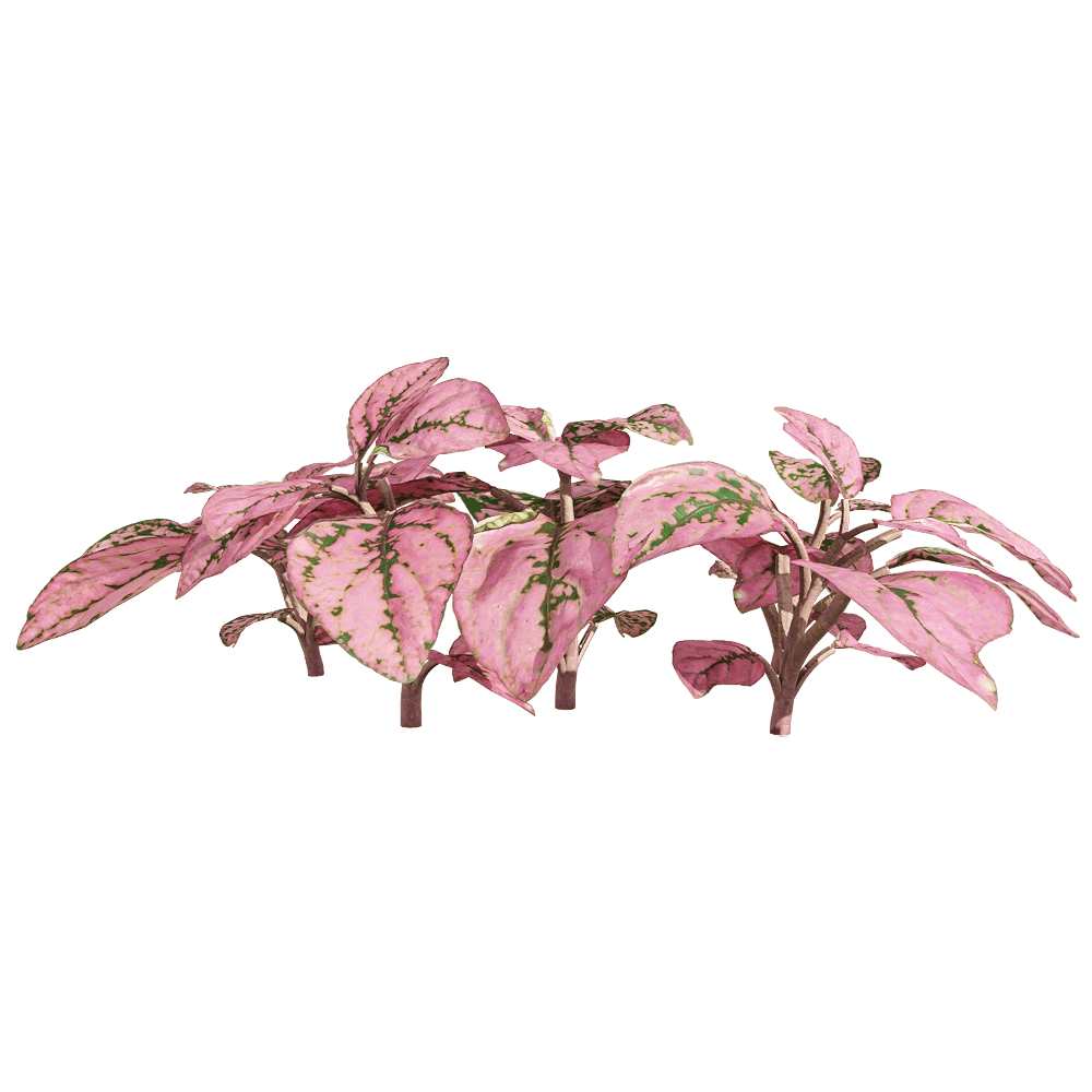 decoration – Fittonia albivenis 4 3D Model decoration – Fittonia albivenis 4 3D Model