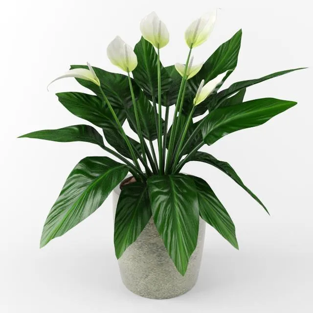 decoration – Flower 0756 3D Model