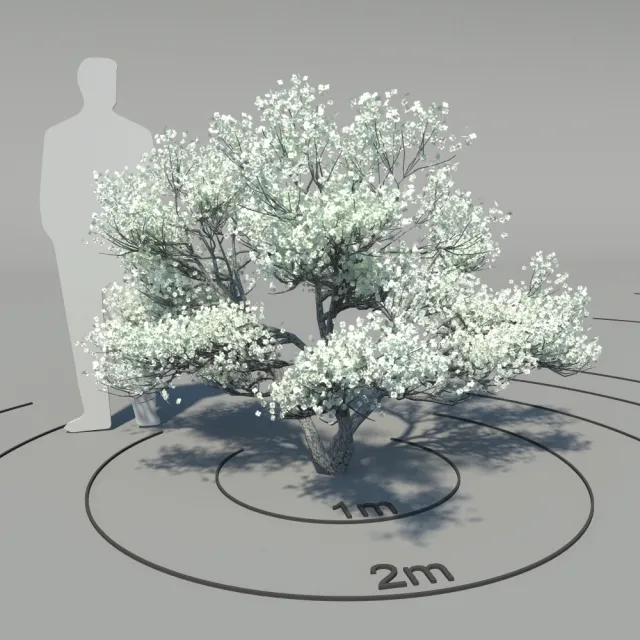 decoration – Flowering dogwood 3D Model