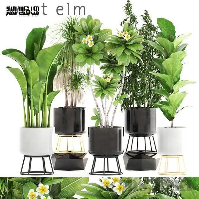 decoration – Flowerpots West Elm with plants 3D Model decoration – Flowerpots West Elm with plants 3D Model