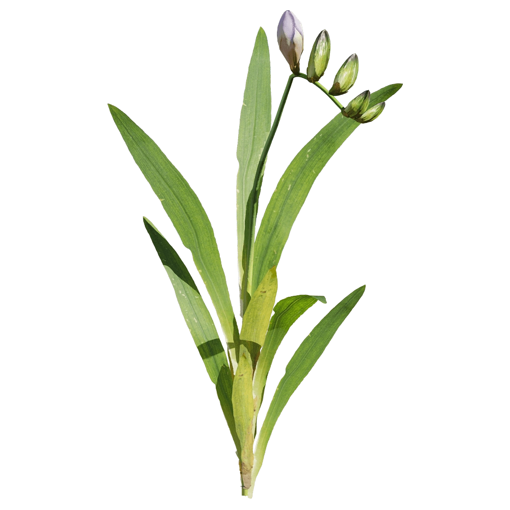 decoration – Freesia hybrida 1 3D Model decoration – Freesia hybrida 1 3D Model