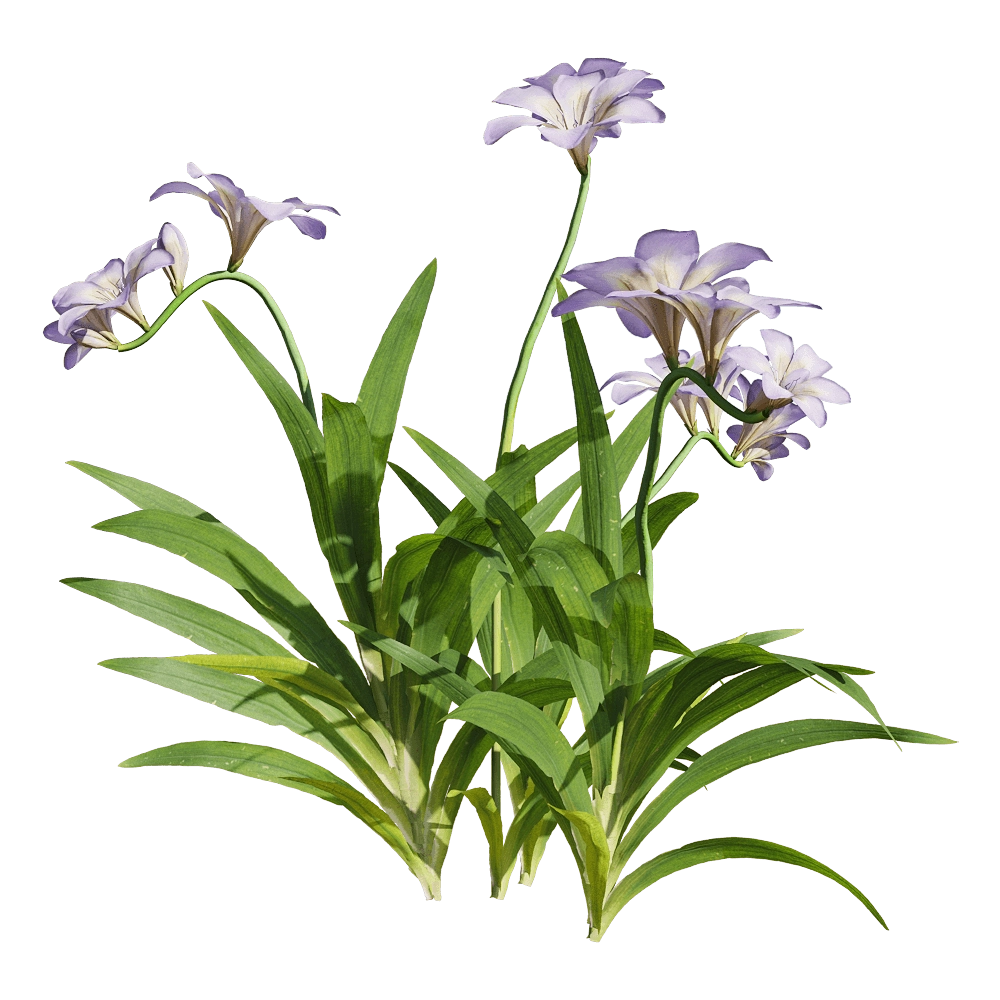 decoration – Freesia hybrida 4 3D Model decoration – Freesia hybrida 4 3D Model