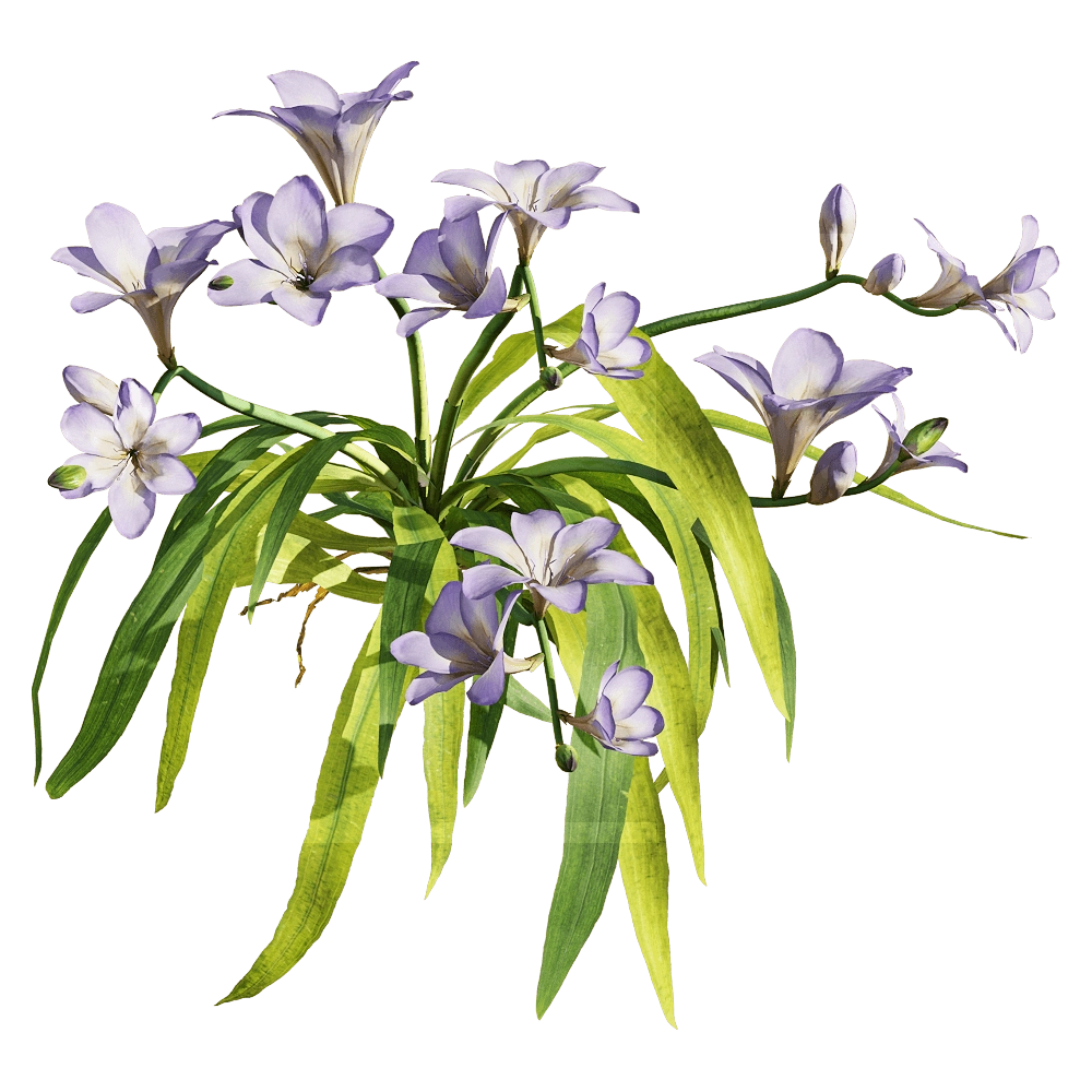 decoration – Freesia hybrida 5 3D Model decoration – Freesia hybrida 5 3D Model