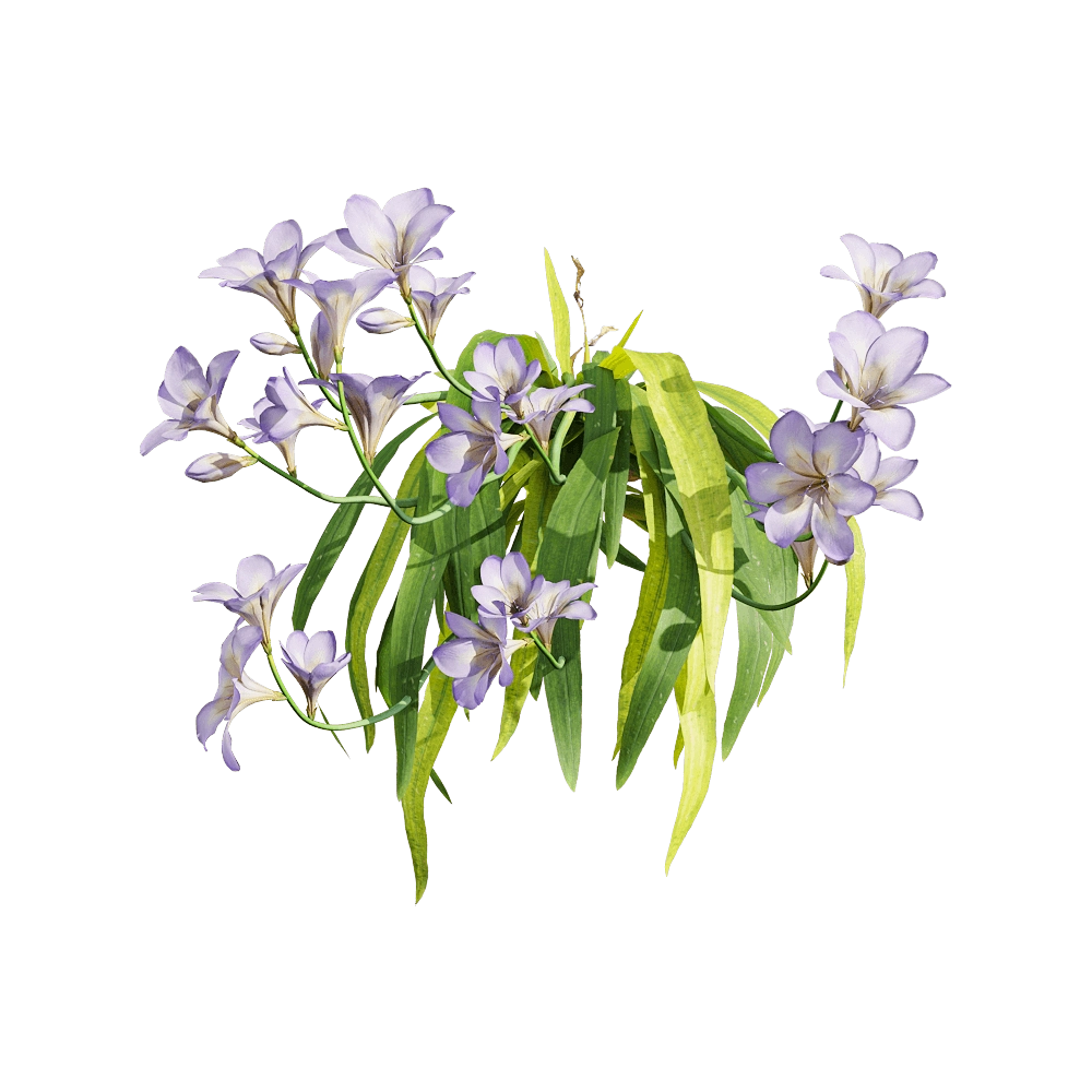 decoration – Freesia hybrida 6 3D Model decoration – Freesia hybrida 6 3D Model