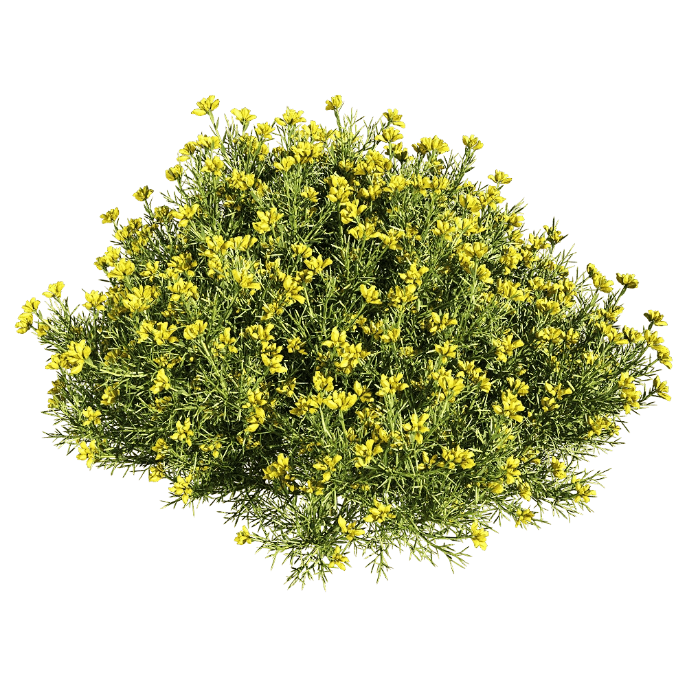 decoration – Genista hispanica 4 3D Model decoration – Genista hispanica 4 3D Model