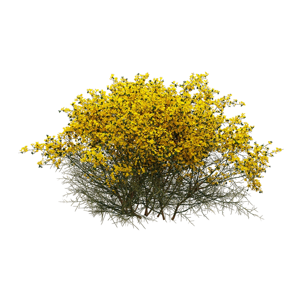 decoration – Genista scorpius 05 3D Model