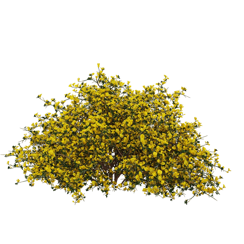 decoration – Genista scorpius 1 3D Model