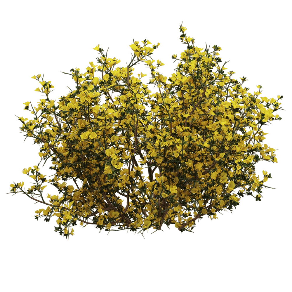 decoration – Genista scorpius 2 3D Model
