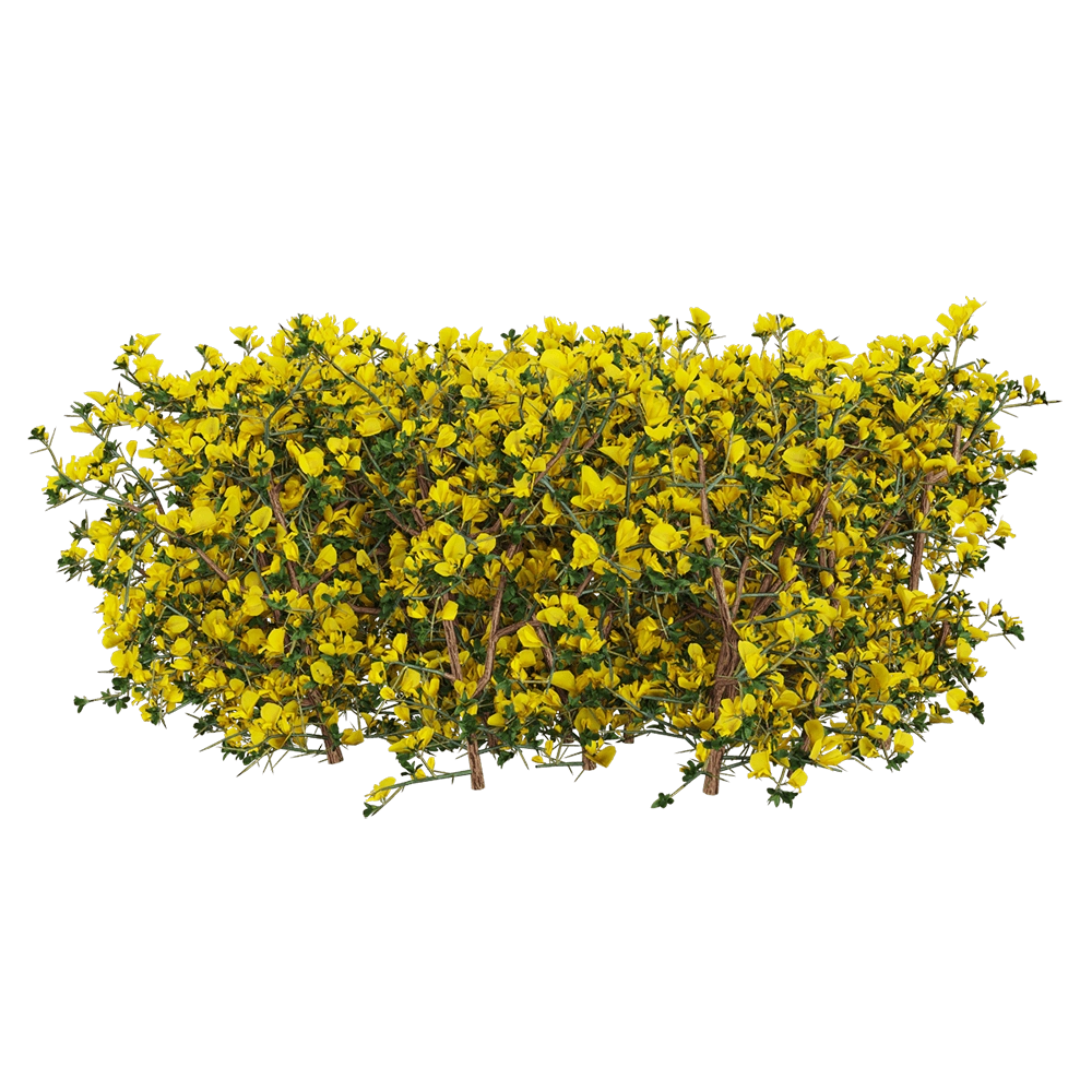 decoration – Genista scorpius 3 3D Model