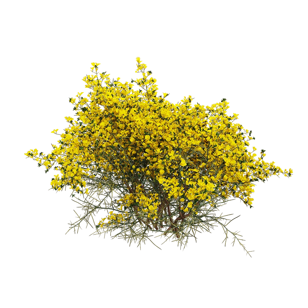 decoration – Genista scorpius 4 3D Model