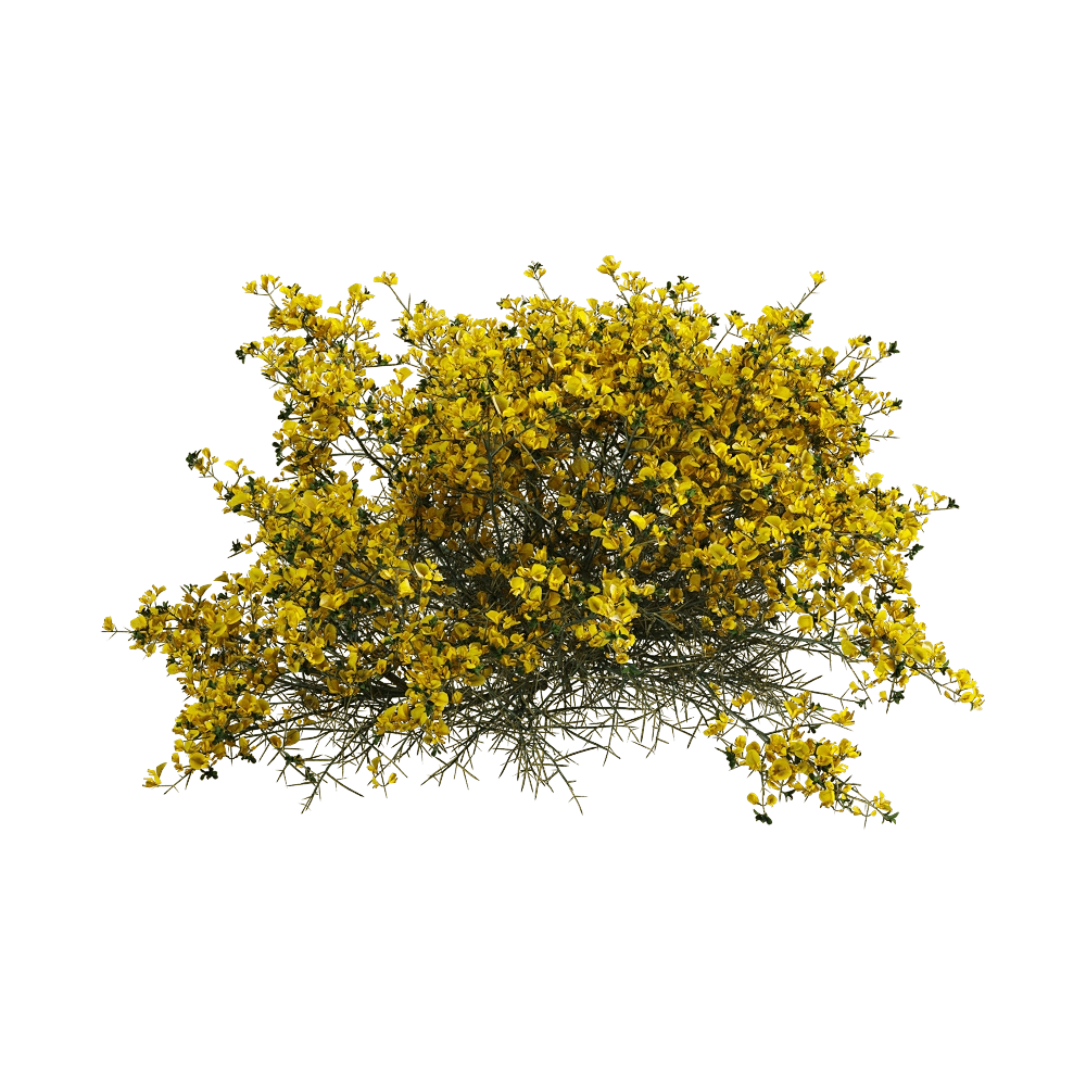 decoration – Genista scorpius 6 3D Model