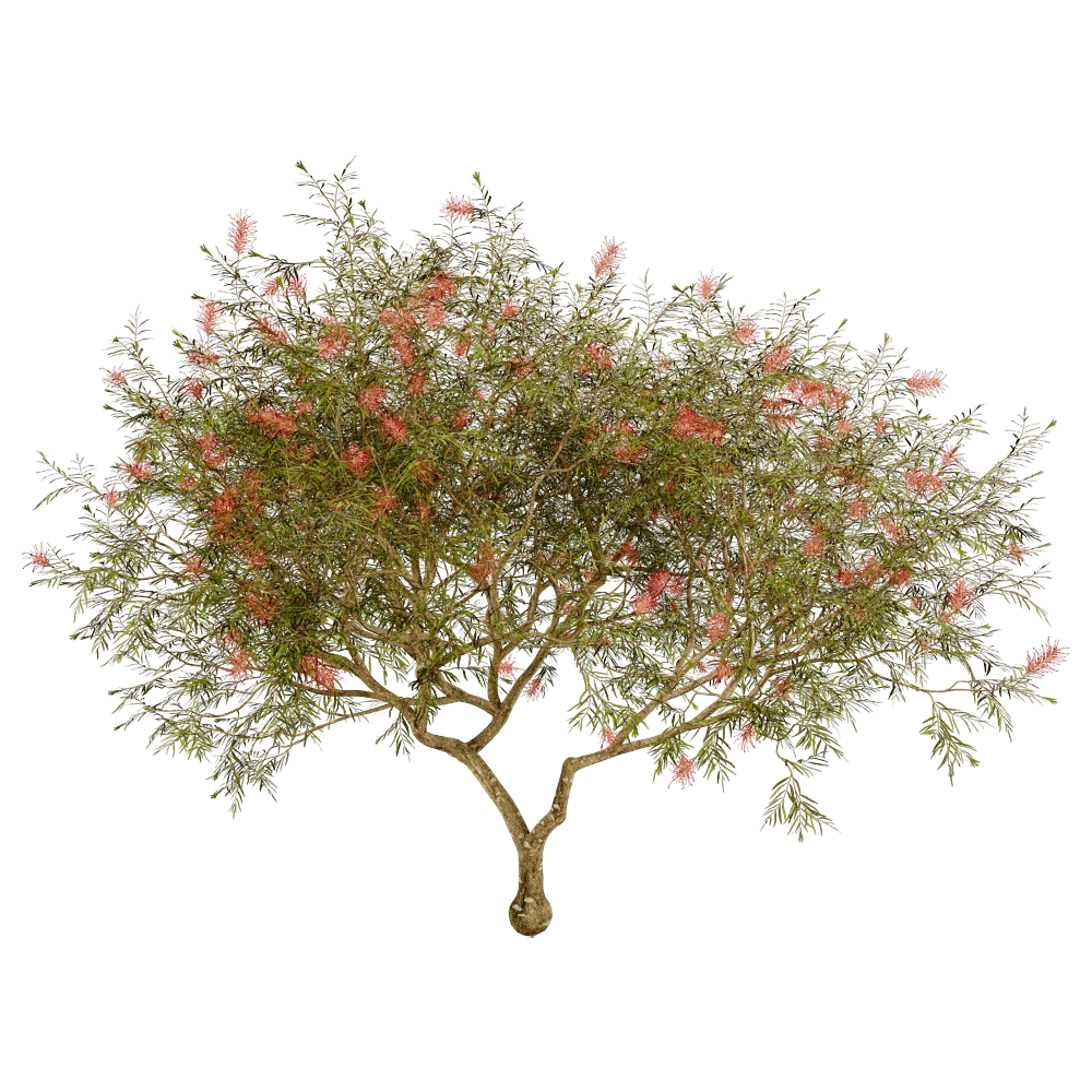 decoration – Grevillea Banksii 01 01 3D Model