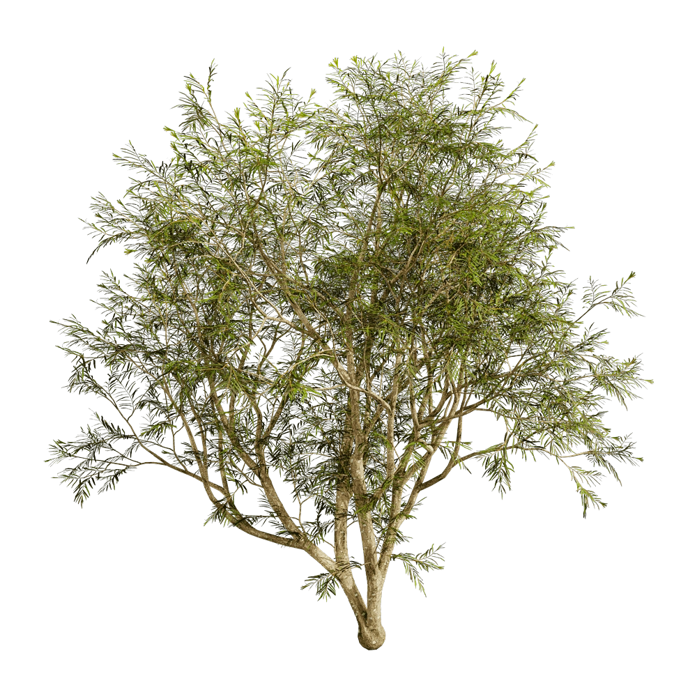 decoration – Grevillea Banksii 01 02 3D Model