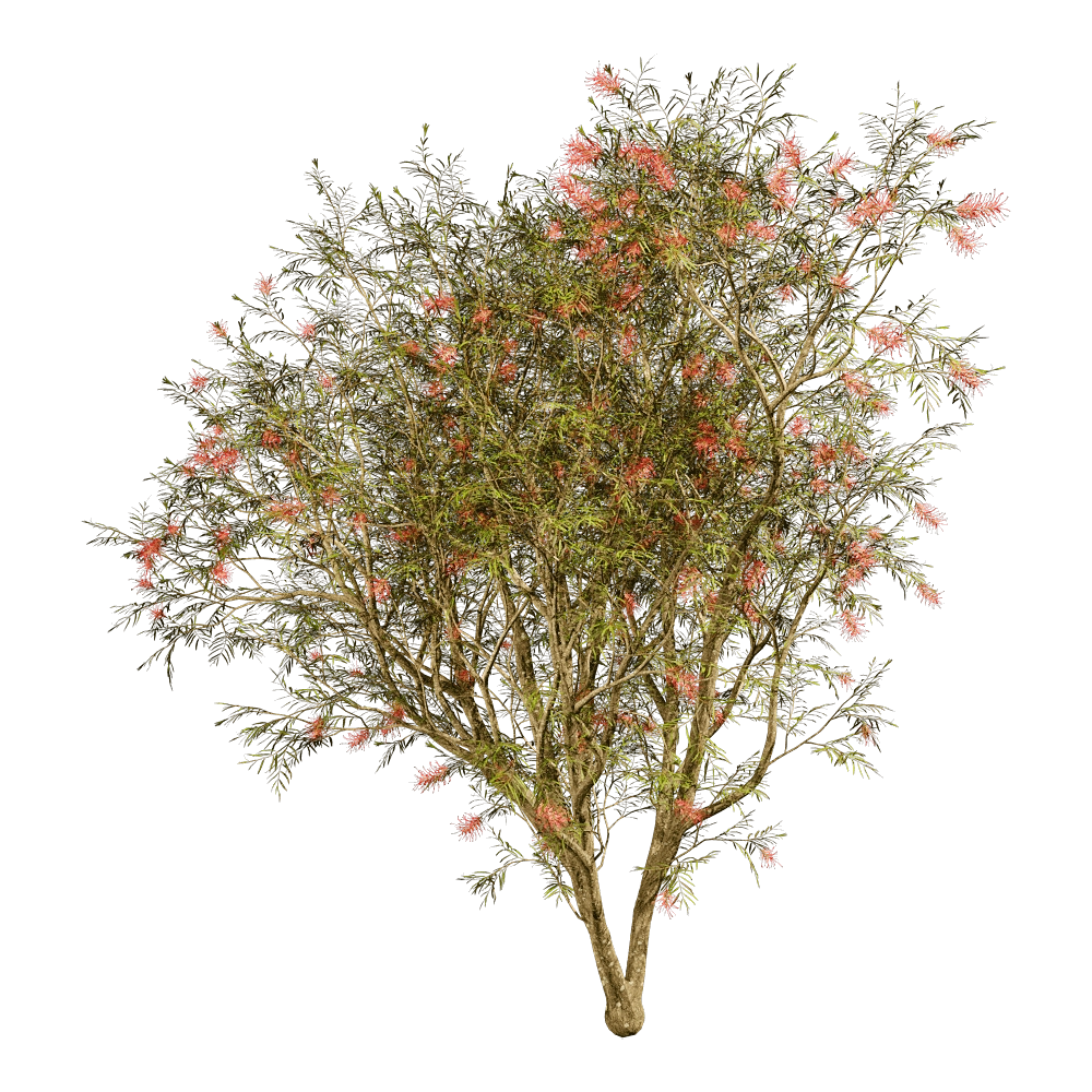 decoration – Grevillea Banksii 01 03 3D Model