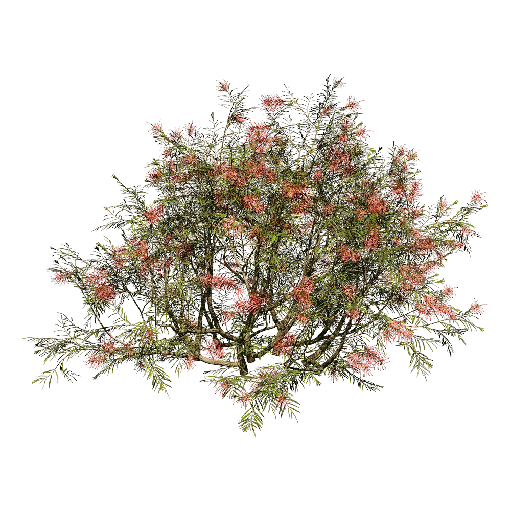 decoration – Grevillea Banksii 01 04 3D Model