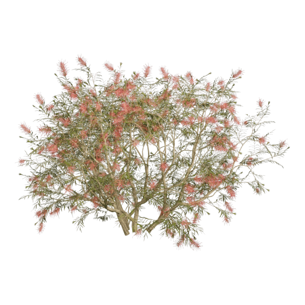 decoration – Grevillea Banksii 01 05 3D Model