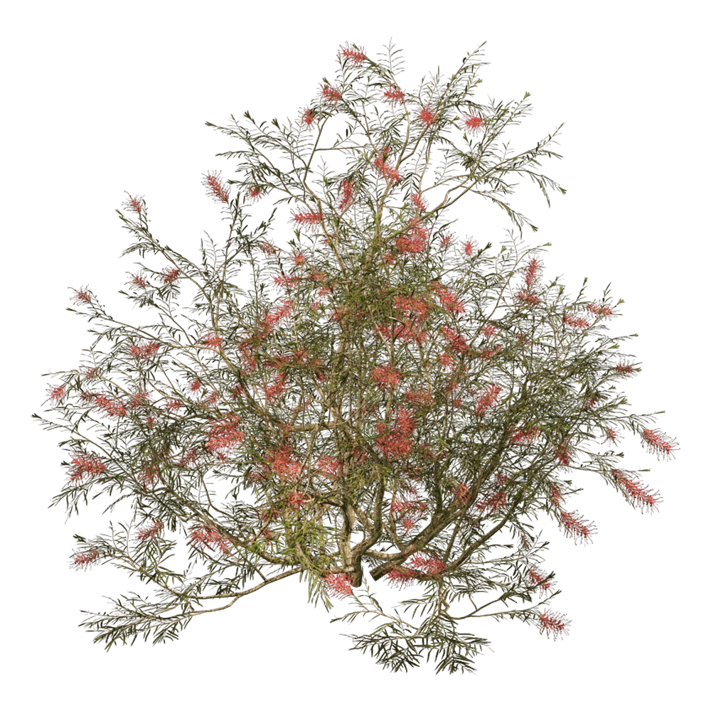 decoration – Grevillea Banksii 01 06 3D Model