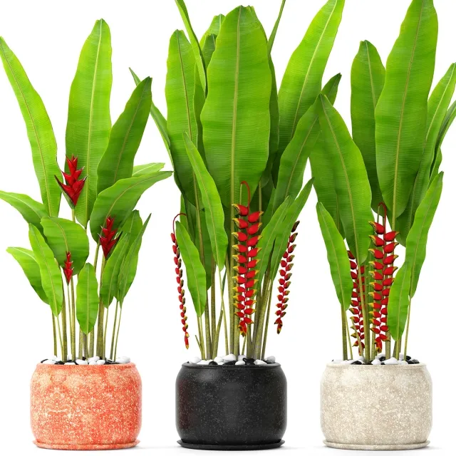 decoration – Heliconia 3D Model