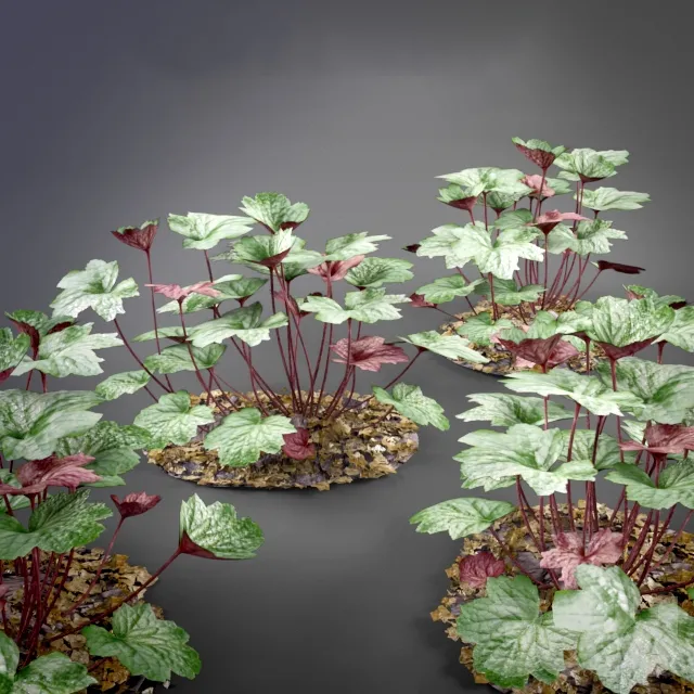 decoration – Heuchera 3D Model