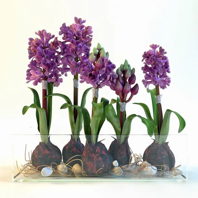 decoration – hiacynty 3D Model