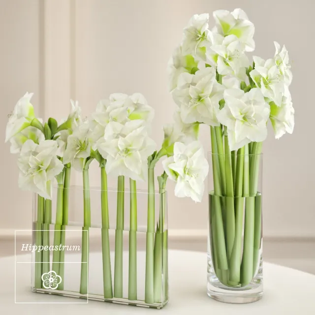 decoration – Hippeastrum arrangement 3D Model