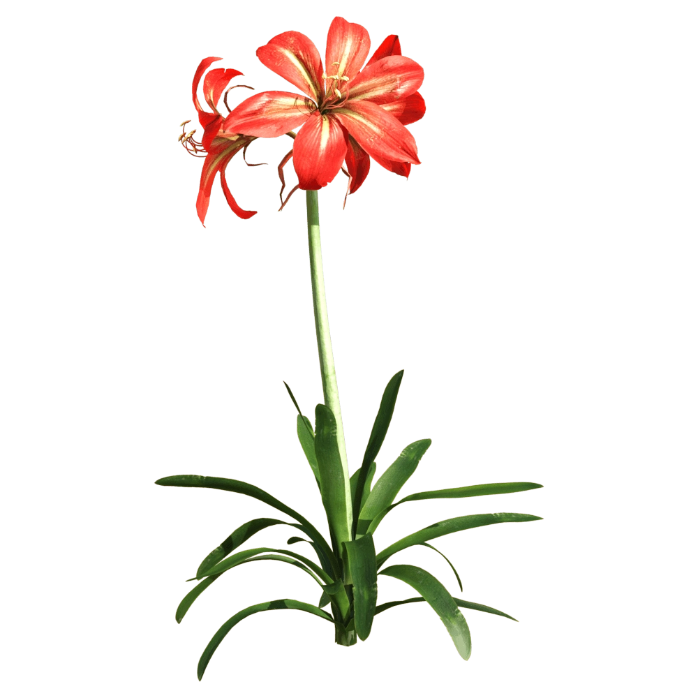 decoration – Hippeastrum rutilum 1 3D Model decoration – Hippeastrum rutilum 1 3D Model