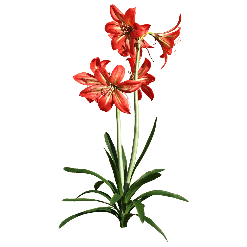 decoration – Hippeastrum rutilum 2 3D Model decoration – Hippeastrum rutilum 2 3D Model