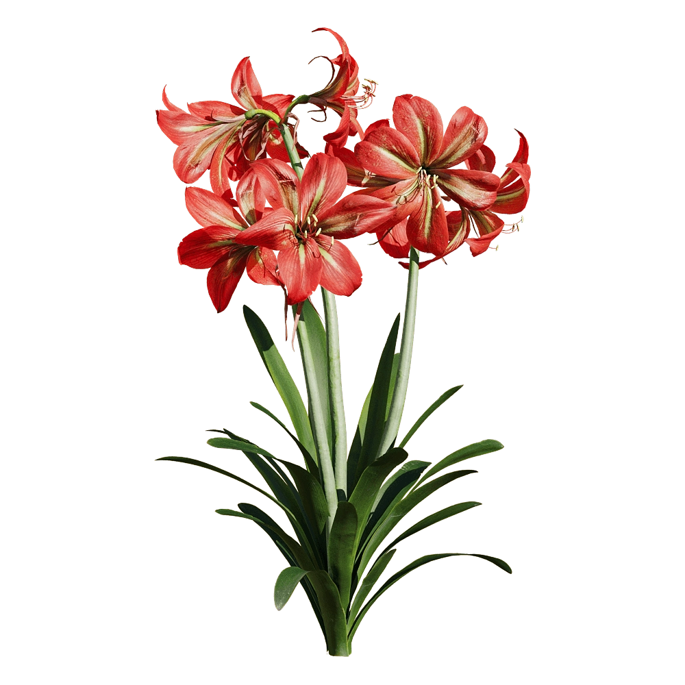 decoration – Hippeastrum rutilum 3 3D Model decoration – Hippeastrum rutilum 3 3D Model