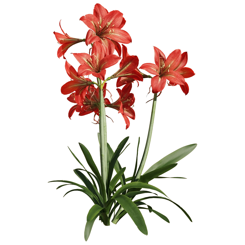 decoration – Hippeastrum rutilum 4 3D Model decoration – Hippeastrum rutilum 4 3D Model